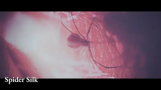 Spider Silk