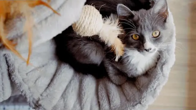 Cat Guy